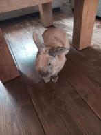 Lief konijn gezocht!!!!!, Vrouwelijk
