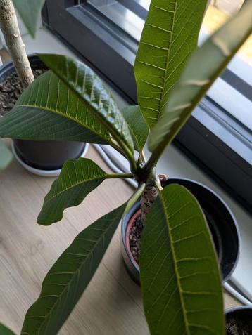 Frangipani Plumeria 25 cm beschikbaar voor biedingen