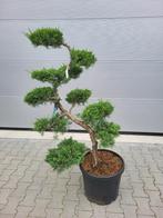 Juniperus virg.grey owl, Tuin en Terras, Bloeit niet, Overige soorten, 100 tot 250 cm, Ophalen