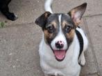 Lieve Moos zoekt baas, Dieren en Toebehoren, Honden | Niet-rashonden, Particulier, Rabiës (hondsdolheid), 15 weken tot 1 jaar