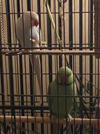 Halsband parkieten, Dieren en Toebehoren, Meerdere dieren, Parkiet, Geringd