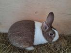 Hollander te koop, Dieren en Toebehoren, Konijnen, Mannelijk