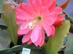 Epiphyllum (bladcactus) planten, Huis en Inrichting, Kamerplanten, Vetplant, Minder dan 100 cm, Bloeiende kamerplant, Halfschaduw