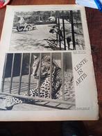 Reportage lente in dierentuin Artis Amsterdam 1930, Ophalen of Verzenden, 1920 tot 1940, Knipsel(s)