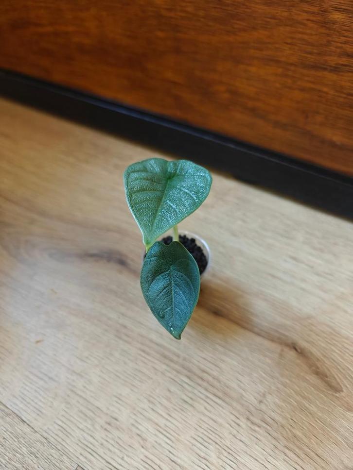 Alocasia melo plantje/stekje, Huis en Inrichting, Kamerplanten, Minder dan 100 cm, Halfschaduw, Ophalen of Verzenden