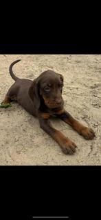 Poolse jachthond, CDV (hondenziekte), Particulier, Overige rassen, 8 tot 15 weken