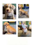 Amerikaanse bully, Dieren en Toebehoren, December, Meerdere dieren