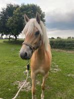 Mooie haflinger jaarling merrie., Dieren en Toebehoren, Merrie, Minder dan 160 cm, Gechipt, 0 tot 2 jaar