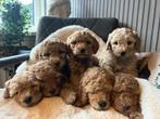 Prachtig nestje Labradoodle pups, Dieren en Toebehoren, Honden | Retrievers, Spaniëls en Waterhonden, 8 tot 15 weken, Labrador retriever