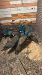 Blauwe pauwen te koop, Dieren en Toebehoren, Pluimvee, Meerdere dieren, Overige soorten