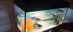 2 aquariums 60 en 80 liter, Dieren en Toebehoren, Ophalen, Gevuld zoetwateraquarium