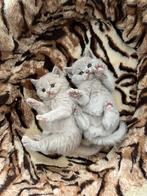 Raszuivere Britse korthaar kittens met stamboom, Meerdere dieren, Ontwormd