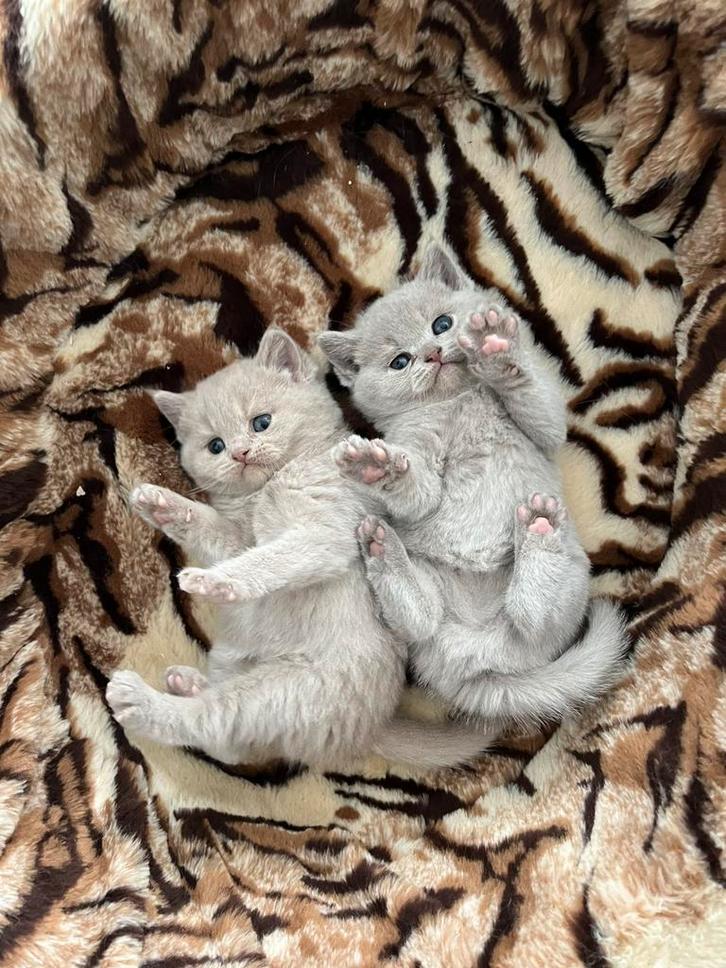 Raszuivere Britse korthaar kittens met stamboom, Dieren en Toebehoren, Katten en Kittens | Raskatten | Korthaar, Meerdere dieren