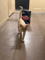 Kitten te koop, Dieren en Toebehoren, Katten en Kittens | Overige Katten