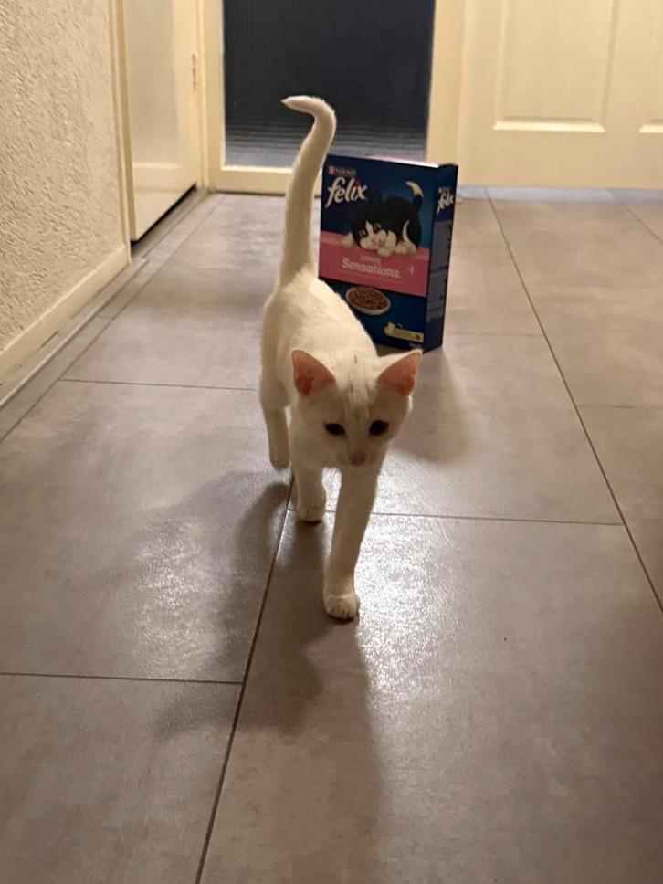 Kitten te koop, Dieren en Toebehoren, Katten en Kittens | Overige Katten