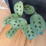 maranta leuconeura kerchoveana nr 61, Huis en Inrichting, Kamerplanten, Ophalen of Verzenden, Halfschaduw, Minder dan 100 cm