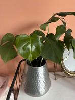 Monstera Stekjes (gatenplant), Huis en Inrichting, Kamerplanten, Ophalen, Overige soorten, Halfschaduw, In pot