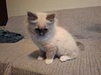 Lieve ragdoll kittens, Meerdere dieren, Met stamboom, 0 tot 2 jaar