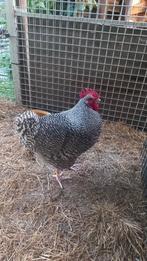 Mooie hanen, Noord Hollandse Blauwe,  te koop, Dieren en Toebehoren, Pluimvee, Mannelijk, Kip