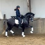 Stal hulp gezocht voor het mesten, Diensten en Vakmensen, Dieren | Paarden | Verzorging, Oppas en Les