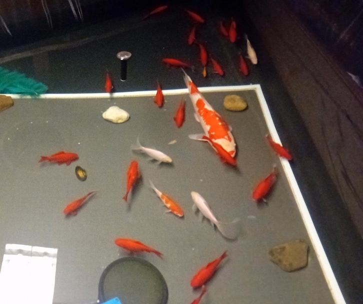 Meerdere vissen  tekoop, Dieren en Toebehoren, Vissen | Vijvervissen, Goudvis(sen)