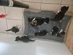 Kittens mogen eind september van moeder, Dieren en Toebehoren, Katten en Kittens | Overige Katten, Poes