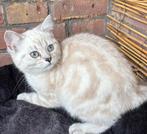 Britse korthaar kittens zoeken gouden mandje, Dieren en Toebehoren, Meerdere dieren, Ontwormd, 0 tot 2 jaar