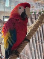 Geelvleugel ara, Mannelijk, Papegaai, Tam