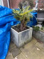 2 palmenbomen in pot, Ophalen, Steen, Minder dan 30 cm, Rond