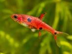 Boraras maculatus - Dwergrasbora - Koidream Valburg, Dieren en Toebehoren, Vissen | Aquariumvissen, Zoetwatervis, Vis