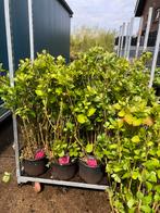 Hortensia div kleuren 100cm hoog grote Kuip top plant, Tuin en Terras, Planten | Tuinplanten, Halfschaduw, Zomer, Overige soorten