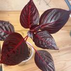 herbstii bloodleaf stek nr 51, Ophalen of Verzenden, Overige soorten, Minder dan 100 cm