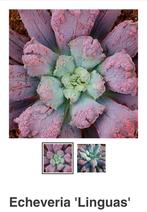 Help !!!, Tuin en Terras, Planten | Tuinplanten, Ophalen of Verzenden