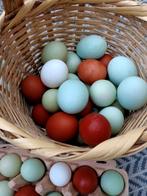 Broedeieren Araucana olijflegger marans, Dieren en Toebehoren, Pluimvee