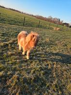 Mini Shetlander merries, Dieren en Toebehoren, Merrie, A pony (tot 1.17m), Gechipt, 0 tot 2 jaar
