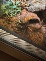 Tliltocatl vagans, Dieren en Toebehoren, Insecten en Spinnen, Spin of Schorpioen
