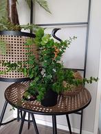 3x Nieuwe Eucalyptus Planten - 30cm, Ophalen of Verzenden, Nieuw