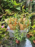 Bio Dragon Planten (Artemisia dracunculus), Ophalen, Volle zon, Zomer, Groenteplanten