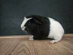 2 jonge cavia beren, Dieren en Toebehoren, Cavia, Mannelijk, Tam, September