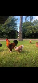 Gezocht Brahma hennen, Dieren en Toebehoren, Vrouwelijk, Kip