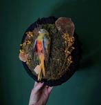 Opgezette vogel muurhanger Turqoisine, Ophalen of Verzenden, Nieuw, Vogel, Opgezet dier