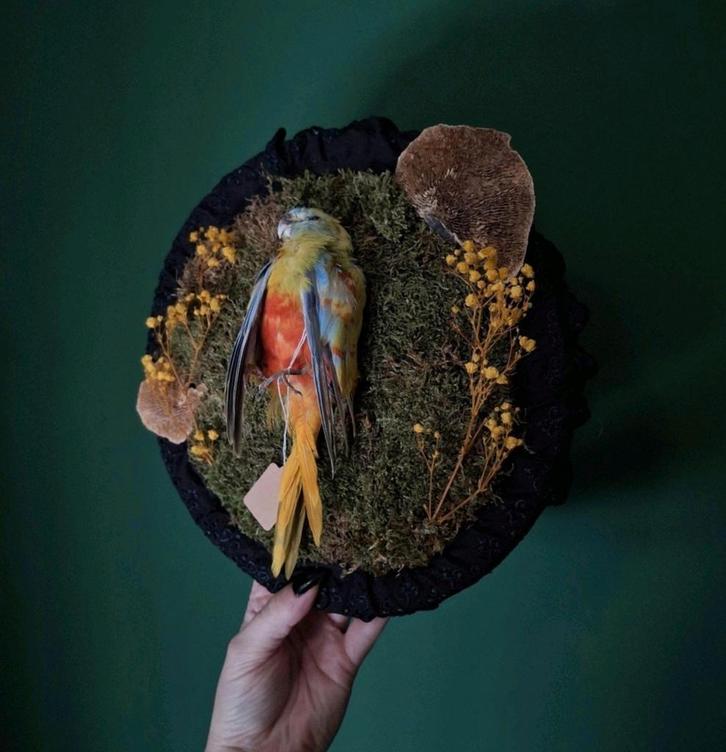 Opgezette vogel muurhanger Turqoisine, Verzamelen, Dierenverzamelingen, Nieuw, Opgezet dier, Vogel, Ophalen of Verzenden