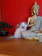 Raszuivere ragdoll kittens, Dieren en Toebehoren, Kater, Ontwormd, 0 tot 2 jaar