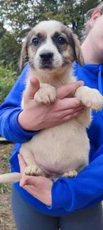 Nowra – klein hartje vol nieuwsgierigheid, Particulier, Rabiës (hondsdolheid), 15 weken tot 1 jaar, Buitenland