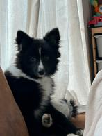 Lieve energieke border collie x keeshond, Parvo, 15 weken tot 1 jaar, Overige rassen, Teef