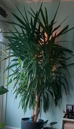 Yucca kamerplant in pot op wielen, plant is te groot, Huis en Inrichting, In pot, Yucca, 150 tot 200 cm, Groene kamerplant