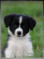 Schattige friese stabij x border collie pups zoeken baasjes, 8 tot 15 weken, Collie, CDV (hondenziekte), Meerdere