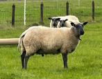 Bleu du Maine dekram, Mannelijk, Schaap, 0 tot 2 jaar