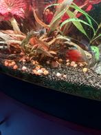 Kleine appelslakken goud / geel, Dieren en Toebehoren, Vis