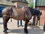 Enkelspan Bruin men tuig. ( marathon wagen), Dieren en Toebehoren, Paarden en Pony's | Hoofdstellen en Tuigage, Ophalen of Verzenden